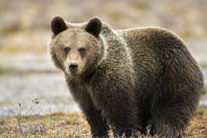 ਰਿੱਛ ਨੇ ਚਿੜੀਆਘਰ ਦੇ ਰੱਖਿਅਕ ਨੂੰ ਨੋਚਿਆ, ਮੌਤ