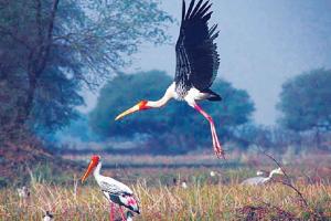 ਵਿਦੇਸ਼ੀ ਮਹਿਮਾਨ ਪੰਛੀਆਂ ਦੀ ਗੂੰਜ ਨਾਲ ਗੂੰਜਿਆ ਦੇਵੀਪਾਟਨ ਮੰਡਲ