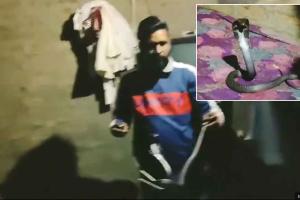 ਵਾਹ ਕਿਸਮਤ! ਸਾਰੀ ਰਾਤ ਵਿਅਕਤੀ ਨਾਲ ਕੰਬਲ ’ਚ ਪਿਆ ਰਿਹਾ ਕੋਬਰਾ, ਬਚ ਗਈ ਜਾਨ