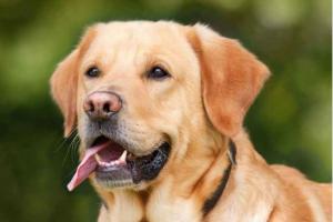 ਹੁਣ ਕੁੱਤੇ ਦੇ ਵੱਢਣ ’ਤੇ ਮਿਲੇਗਾ ਮੁਆਵਜ਼ਾ, ਜਾਣੋ