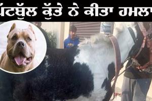 ਪਿੱਟਬੁੱਲ ਨੇ ਹਮਲਾ ਕਰਕੇ ਇੱਕ ਘੋੜੇ ਤੇ ਮਹਿਲਾ ਨੂੰ ਕੀਤਾ ਜ਼ਖਮੀ