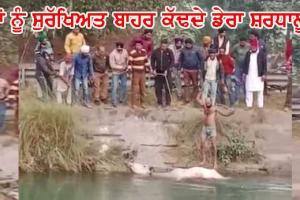 ਭਾਖੜਾ ਨਹਿਰ ’ਚ ਡਿੱਗੀ ਗਾਂ ਨੂੰ ਡੇਰਾ ਸ਼ਰਧਾਲੂਆਂ ਨੇ ਸੁਰੱਖਿਅਤ ਬਾਹਰ ਕੱਢਿਆ