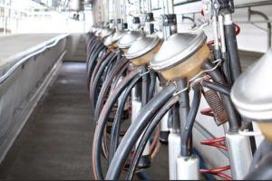 ਡੇਅਰੀ ਉੱਦਮ ਸਿਖਲਾਈ ਕੋਰਸ 15 ਜਨਵਰੀ ਤੋਂ, ਉਮਰ ਹੱਦ ’ਚ ਦਿੱਤੀ ਛੋਟ