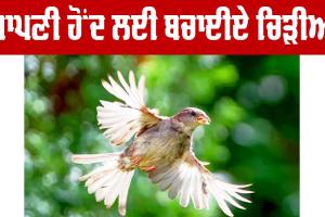International Bird Day : ਆਪਣੀ ਹੋਂਦ ਲਈ ਬਚਾਈਏ ਚਿੜੀਆਂ