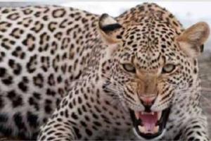 ਅੱਧੀ ਰਾਤ ਨੂੰ ਘਰਾਂ ‘ਚ ਵੜਿਆ ਤੇਂਦੁਆ, 6 ਜਣਿਆਂ ਨੂੰ ਕੀਤਾ ਜ਼ਖਮੀ