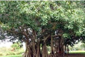 40 ਸਾਲ ਪੁਰਾਣੇ ਦੋ ਦਰੱਖਤ ਵੱਢਣ ਕਾਰਨ ਲੋਕਾਂ ’ਚ ਰੋਸ