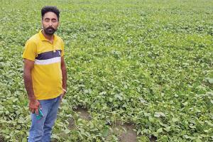 ਹਾੜ੍ਹੀ ਦੇ ਮਗਰੋਂ ਮੂੰਗੀ ਦੀ ਫਸਲ ਬੀਜਣ ਦਾ ਰੁਝਾਨ ਵਧਣ ਲੱਗਿਆ