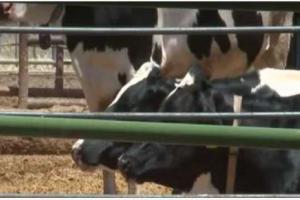 ਅਮਰੀਕਾ ਵਿੱਚ ਇੱਕ ਹੋਰ ਇਨਸਾਨ ’ਚ ਬਰਡ ਫਲੂ ਦੀ ਪੁਸ਼ਟੀ, ਦਹਿਸ਼ਤ ਦਾ ਮਾਹੌਲ…