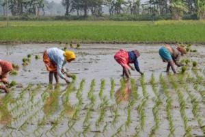 ਪੰਜਾਬ ’ਚ ਦੋ ਪੜਾਵਾਂ ਤਹਿਤ ਹੋਵੇਗੀ ਝੋਨੇ ਦੀ ਲਵਾਈ, ਵੇਖੋ ਆਪਣੇ ਜ਼ਿਲ੍ਹਿਆਂ ਦੀਆਂ ਤਾਰੀਕਾਂ