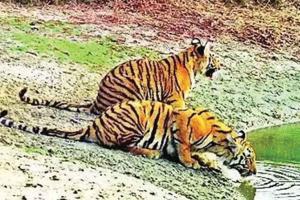 ਸਰਿਸਕਾ ’ਚ ਬਾਘਾਂ ਦੀ ਗਿਣਤੀ 40 ਨੂੰ ਢੁੱਕੀ