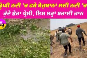 ਡੂੰਘੀ ਨਦੀ ’ਚ ਫਸੇ ਬੇਜ਼ੁਬਾਨਾਂ ਲਈ ਨਦੀ ’ਚ ਕੁੱਦੇ ਡੇਰਾ ਪ੍ਰੇਮੀ, ਇਲਾਕੇ ’ਚ ਹੋ ਰਹੀ ਹੈ ਚਰਚਾ