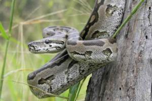 ਅਚਾਨਕ ਪਤਨੀ ਹੋ ਗਈ ਲਾਪਤਾ, ਪਤੀ ਨੇ ਲੱਭਿਆ ਤਾਂ 16 ਫੁੱਟ ਲੰਬੇ ਅਜਗਰ ਦੇ ਪੇਟ ‘ਚ ਮਿਲੀ !