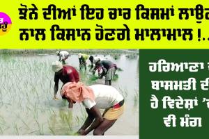 Top Paddy Variety: ਝੋਨੇ ਦੀਆਂ ਇਹ 4 ਕਿਸਮਾਂ ਲਾਉਣ ਨਾਲ ਕਿਸਾਨ ਹੋਣਗੇ ਅਮੀਰ!