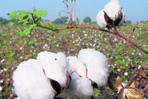 Cotton Crop : ਮਾਹਿਰਾਂ ਨੇ ਨਰਮੇ ‘ਤੇ ਗੁਲਾਬੀ ਸੁੰਡੀ ਤੇ ਚਿੱਟੀ ਮੱਖੀ ਦੀ ਸਰਵਪੱਖੀ ਰੋਕਥਾਮ ਲਈ ਦਿੱਤੇ ਨੁਕਤੇ