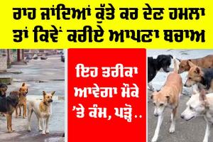 Dog Attack Tips: ਰਾਹ ਜਾਂਦਿਆਂ ਕੁੱਤੇ ਕਰ ਦੇਣ ਹਮਲਾ ਤਾਂ ਕਿਵੇਂ ਕਰੀਏ ਬਚਾਅ, ਇਹ ਤਰੀਕਾ ਆਵੇਗਾ ਮੌਕੇ ‘ਤੇ ਕੰਮ!