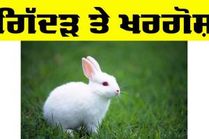 Rabbit : ਗਿੱਦੜ ਤੇ ਖਰਗੋਸ਼ (ਬਾਲ ਕਹਾਣੀ)