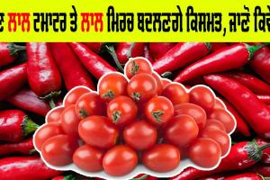ਲਾਲ ਟਮਾਟਰ ਤੇ ਲਾਲ ਮਿਰਚ ਬਦਲੇਗਾ ਕਿਸਾਨਾਂ ਦੀ ਕਿਸਮਤ