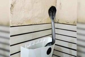 ਸਾਵਧਾਨ! ਫਲੱਸ਼ ਦੀ ਟੈਂਕੀ ’ਚੋਂ ਨਿੱਕਲਿਆ ਫਨੀਅਰ ਨਾਗ