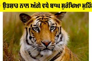 Project Tiger: ਉਤਸ਼ਾਹ ਨਾਲ ਅੱਗੇ ਵਧੇ ਬਾਘ ਸੁਰੱਖਿਆ ਮੁਹਿੰਮ