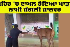 Animal News: ਸ਼ਹਿਰੀ ਖੇਤਰ ’ਚ ਪਾੜਾ ਨਾਮੀ ਜੰਗਲੀ ਜੀਵ ਹੋਇਆ ਦਾਖਲ