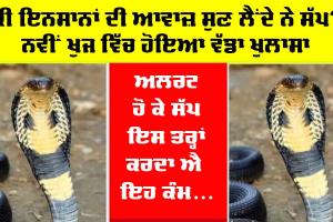 Cobra Snake : ਆਖਰ ਇਨਸਾਨਾਂ ਦੀ ਹਰ ਗੱਲ ਨੂੰ ਕਿਵੇਂ ਸੁਣ ਲੈਂਦਾ ਐ ਕੋਬਰਾ? ਇਸ ਖੋਜ ਨੇ ਸੱਚਾਈ ਦਾ ਕੀਤਾ ਖੁਲਾਸਾ