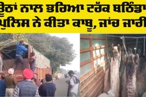 Bathinda News: ਰਾਜਸਥਾਨ ਤੋਂ ਬਿਹਾਰ ਜਾ ਰਹੇ ਊਠਾਂ ਦੇ ਭਰੇ ਟਰੱਕ ਨੂੰ ਬਠਿੰਡਾ ਪੁਲਿਸ ਨੇ ਕੀਤਾ ਕਾਬੂ