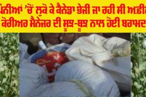 Canada Opium News: ਪਿੰਨੀਆਂ ’ਚੋਂ ਲੁਕੋ ਕੇ ਕੈਨੇਡਾ ਭੇਜੀ ਜਾ ਰਹੀ ਸੀ ਅਫ਼ੀਮ, ਕੋਰੀਅਰ ਮੈਨੇਜਰ ਦੀ ਸੂਝ-ਬੂਝ ਨਾਲ ਹੋਈ ਬਰਾਮਦ