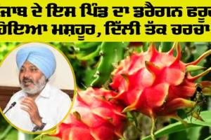 Dragon Fruit Punjab: ਪਿੰਡ ਰੋਗਲਾ ਦੇ ਡਰੈਗਨ ਫਰੂਟ ਦੀ ਦਿੱਲੀ ਦੇ ਵਿੱਚ ਹੋਈ ਚਰਚਾ