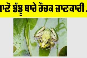 Fun Facts Frog: ਡੱਡੂ ਦਾ ਜੀਵਨ ਚੱਕਰ ਤੇ ਰੌਚਕ ਗੱਲਾਂ