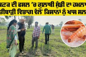 Pink Bollworm Attack: ਕਣਕ ਦੀ ਫਸਲ ’ਚ ਗੁਲਾਬੀ ਸੁੰਡੀ ਦਾ ਹਮਲੇ, ਖੇਤੀਬਾੜੀ ਵਿਭਾਗ ਵੱਲੋਂ ਕਿਸਾਨਾਂ ਨੇ ਦਿੱਤੀ ਇਹ ਸਲਾਹ