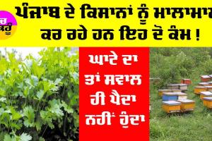 Punjab Farmers: ਪੰਜਾਬ ਦੇ ਕਿਸਾਨਾਂ ਨੂੰ ਮਾਲਾਮਾਲ ਕਰ ਰਹੇ ਨੇ ਇਹ ਦੋ ਕੰਮ, ਘਾਟੇ ਦਾ ਤਾਂ ਸਵਾਲ ਹੀ ਪੈਦਾ ਨਹੀਂ ਹੁੰਦਾ