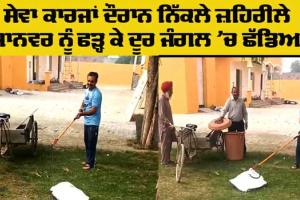 Snake News: ਸੇਵਾ ਕਾਰਜਾਂ ਦੌਰਾਨ ਨਿੱਕਲੇ ਜ਼ਹਿਰੀਲੇ ਜਾਨਵਰ ਨੂੰ ਫੜ੍ਹ ਕੇ ਦੂਰ ਜੰਗਲ ’ਚ ਛੱਡਿਆ