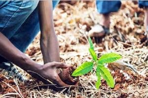 ਪਰੰਪਰਾਵਾਂ ਨਾਲ ਜੁੜੇ ਪਵਿੱਤਰ ਬਾਗਾਂ ਦੀ ਸੁਰੱਖਿਆ