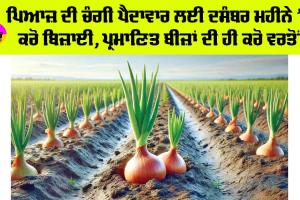 Onion Farming: ਪਿਆਜ਼ ਦੀ ਚੰਗੀ ਪੈਦਾਵਾਰ ਲਈ ਦਸੰਬਰ ਮਹੀਨੇ ’ਚ ਕਰੋ ਬਿਜ਼ਾਈ, ਪ੍ਰਮਾਣਿਤ ਬੀਜ਼ਾਂ ਦੀ ਹੀ ਕਰੋ ਵਰਤੋਂ