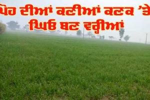 Rain : ਪੋਹ ਦੀਆਂ ਕਣੀਆਂ ਕਣਕ ’ਤੇ ਘਿਓ ਬਣ ਵਰ੍ਹੀਆਂ, ਤੇਜ਼ ਹੋਵੇਗਾ ਫਸਲ ਦਾ ਫੁਟਾਰਾ