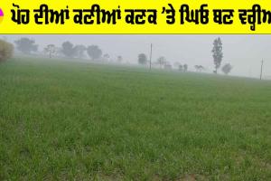Weather Punjab: ਪੋਹ ਦੀਆਂ ਕਣੀਆਂ ਕਣਕ ’ਤੇ ਘਿਓ ਬਣ ਵਰ੍ਹੀਆਂ