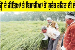 Agriculture News: ਸਰ੍ਹੋਂ ਦੇ ਕੀੜਿਆਂ ਤੇ ਬਿਮਾਰੀਆਂ ਤੋਂ ਸੁਚੇਤ ਰਹਿਣ ਦੀ ਲੋੜ