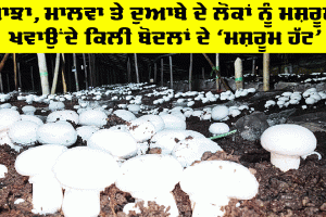 Ferozepur News: ਤਿੰਨ ਭਰਾਵਾਂ ਦੀ ਮਿਹਨਤ ਲਿਆਈ ਰੰਗ, ਮਾਝੇ, ਮਾਲਵੇ ਤੇ ਦੁਆਬੇ ਦੇ ਲੋਕਾਂ ਨੂੰ ਖੁਆਏ ਮਸ਼ਰੂਮ, ਹੋਈ ਬੱਲੇ! ਬੱਲੇ!