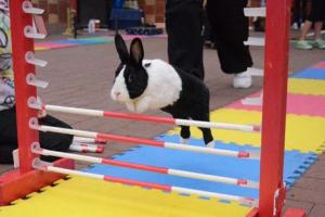 Bal Story: ਖਰਗੋਸ਼ ਦੀ ਤਰਕੀਬ (ਬਾਲ ਕਹਾਣੀ)