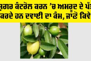 Guava Leaf for Diabetes: ਸ਼ੁਗਰ ਕੰਟਰੋਲ ਕਰਨ ’ਚ ਅਮਰੂਦ ਦੇ ਪੱਤੇ ਕਰਦੇ ਹਨ ਦਵਾਈ ਦਾ ਕੰਮ, ਜਾਣੋ ਕਿਵੇਂ