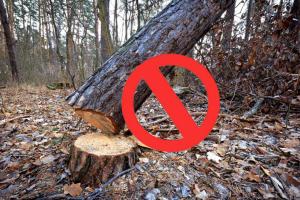 Save Tree: ਅੰਨ੍ਹੇਵਾਹ ਰੁੱਖ ਵੱਢਣ ’ਤੇ ਲੱਗੇ ਰੋਕ