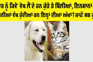 Dog And Cat Clearly See At Night: ਬਿੱਲੀਆਂ ਤੇ ਕੁੱਤਿਆਂ ਦੀਆਂ ਅੱਖਾਂ ਦੀਆਂ ਹੈਰਾਨੀਜਨਕ ਵਿਸ਼ੇਸ਼ਤਾਵਾਂ ਤੇ ਉਨ੍ਹਾਂ ਦੀ ਰਾਤ ਨੂੰ ਵੇਖਣ ਨੂੰ ਯੋਗਤਾ