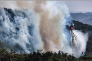 Forest Fire: ਜੰਗਲ ਦੀ ਭਿਆਨਕ ਅੱਗ ਨੇ ਮਚਾਈ ਤਬਾਹੀ,ਹੈਲੀਕਾਪਟਰ ਹਾਦਸਾਗ੍ਰਸਤ ਤੇ ਪਾਇਲਟ ਦੀ ਮੌਤ