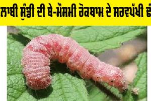 Kisan News: ਗੁਲਾਬੀ ਸੁੰਡੀ ਦੀ ਬੇ-ਮੌਸਮੀ ਰੋਕਥਾਮ ਦੇ ਸਰਵਪੱਖੀ ਢੰਗ