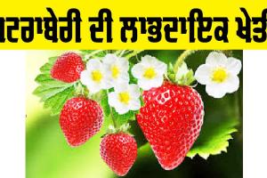 Strawberry Farming: ਸਟਰਾਬੇਰੀ ਦੀ ਲਾਭਦਾਇਕ ਖੇਤੀ