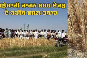 Punjab Hailstorm: ਗੜੇਮਾਰੀ ਕਾਰਨ 800 ਏਕੜ ਦੇ ਕਰੀਬ ਫਸਲ ਤਬਾਹ