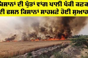 Wheat Caught Fire: ਖੜੀ ਕਣਕ ਨੂੰ ਲੱਗੀ ਅੱਗ, ਫਾਇਰ ਬ੍ਰਿਗੇਡ ਦੀਆਂ ਦੋ ਗੱਡੀਆਂ ਤੇ ਇਲਾਕੇ ਦੇ ਲੋਕਾਂ ਨੇ ਪਾਇਆ ਕਾਬੂ