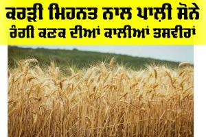 Wheat Fire: ਕਰੜੀ ਮਿਹਨਤ ਨਾਲ ਪਾਲ਼ੀ ਸੋਨੇ ਰੰਗੀ ਕਣਕ ਦੀਆਂ ਕਾਲੀਆਂ ਤਸਵੀਰਾਂ