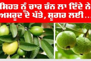 Health Tips: ਸਿਹਤ ਨੂੰ ਚਾਰ ਚੰਨ ਲਾ ਦਿੰਦੇ ਨੇ ਅਮਰੂਦ ਦੇ ਪੱਤੇ, ਇਸ ਤਰ੍ਹਾਂ ਕੀਤਾ ਗਿਆ ਸੇਵਨ ਕਰਦੈ ਸ਼ੂਗਰ ਨੂੰ ਕੰਟਰੋਲ