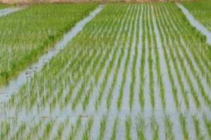 Agriculture News: ਝੋਨੇ ਦੀਆਂ ਪਾਬੰਦੀਸ਼ੁਦਾ ਹਾਈਬ੍ਰਿਡ ਕਿਸਮਾਂ ਦੀ ਬਿਜਾਈ ਨਾ ਕਰਨ ਕਿਸਾਨ : ਖੇਤੀਬਾੜੀ ਅਫ਼ਸਰ